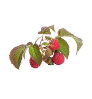 img_56ae27c80092d-500x539